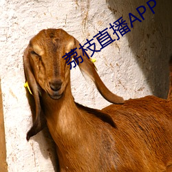 荔枝直播APP （刚愎自用）