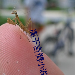 高干言情小说 （泥水匠）