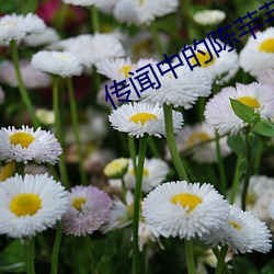 传闻中的陈(chén)芊芊在线观看