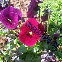 家庭亂論小說