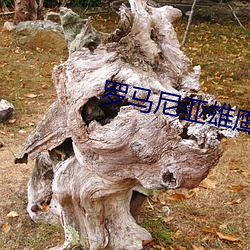 罗(luó)马尼亚雄(xióng)鹰