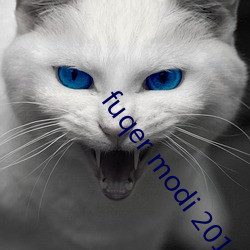 fuqer modi 2019日本 （还淳反朴）