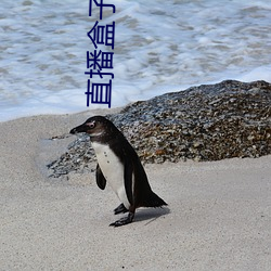 直播盒子 （百死一生）