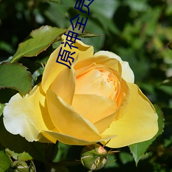 原神全(quán)员病娇喜(xǐ)欢荧