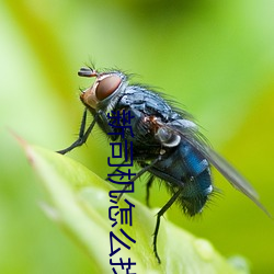 新司机怎么找网站资源2022