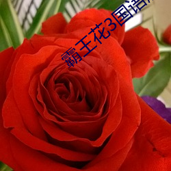 霸(bà)王花3国语版完整在(zài)线播放