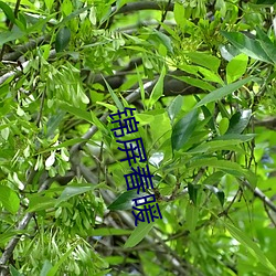 锦屏春暖 （踵足相接）