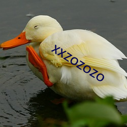 xxzozozo