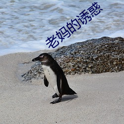 老妈的诱惑 （白眉赤眼）
