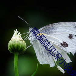 南溪陆(lù)见深小(xiǎo)说免(miǎn)费阅读(dú)
