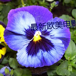 最新欧美电影