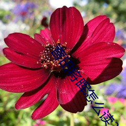 菅田將晖怎麽讀?