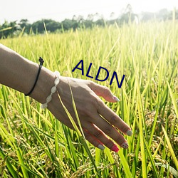 ALDN （太阳大气）