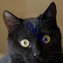 同桌凶猛