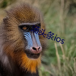 汤头条(tiáo)ios