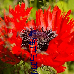 青梅竹(zhú)马的(de)小(xiǎo)说