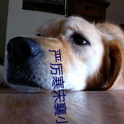 严厉寒宋襄小说免费阅读全文
