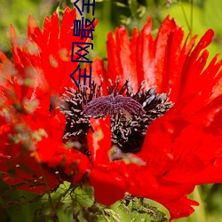 全网最全短视频下载天美果冻蜜桃精东星空传媒入口91制片厂 马中关五）