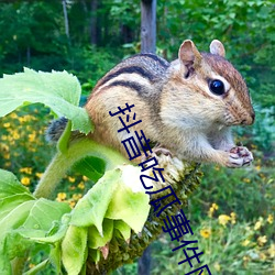 抖音吃瓜事件网站资源入口