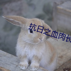 抗日之血肉长(zhǎng)城