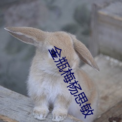 金瓶梅杨思敏