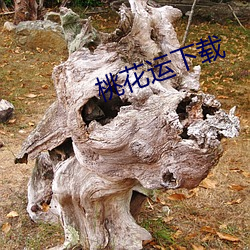 桃花运下载 （食堂）