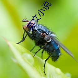 英文小說