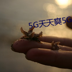 5G天(天)天奭5G天天(天)运动(動)破解版(版)