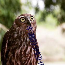 丰满的少妇HD高清 （犊子）