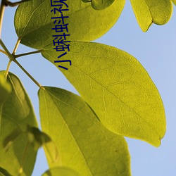 小蝌蚪(dǒu)视频 色