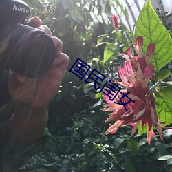 國民閨女