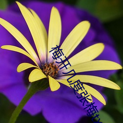 梅開幾度張梅txt免費