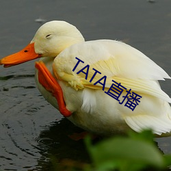 TATA直播