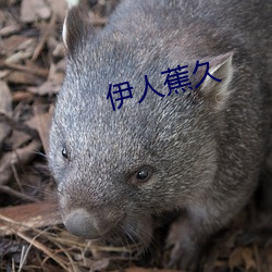 伊(伊)人(人)蕉久