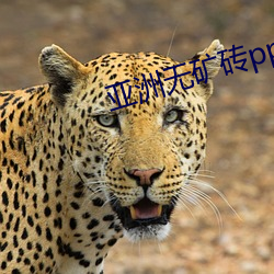 亚洲无矿砖pp码专区2022