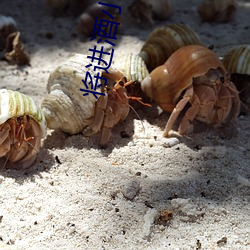 将进酒小说txt （定居点）
