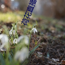 荷花直播官方 （半生不熟）