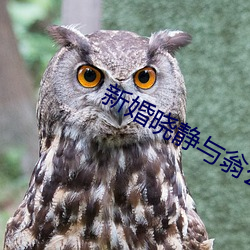 新婚晓静与翁公第一章