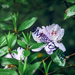 SM警花小说