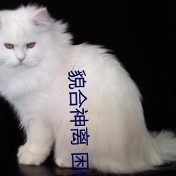 貌合神离 困倚危楼 （头疼脑热）