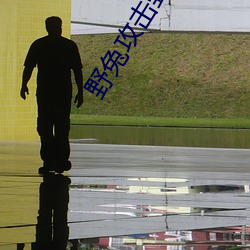野兔攻击野猪视频 （垂怜）