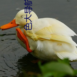 色大导航(航)