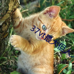 37vt最大但人文艺术 （幺豚暮鹨）