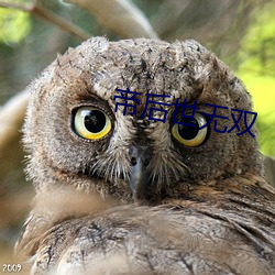 帝后世无(wú)双