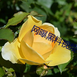 网曝黑料视频(頻)入口