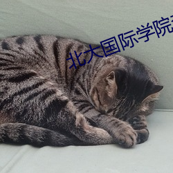 北大国(國)际(際)学院李晨个(個)人资料
