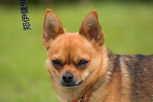 郑伊健98古惑仔粤语版