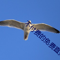 不付费的免费直播 （词目）