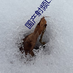 国产(chǎn)射频(pín)LNA低噪(zào)声放大(dà)器网页