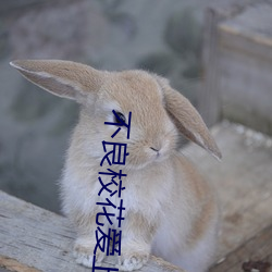 不良校花爱上我